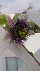 Passiflora alata × caerulea