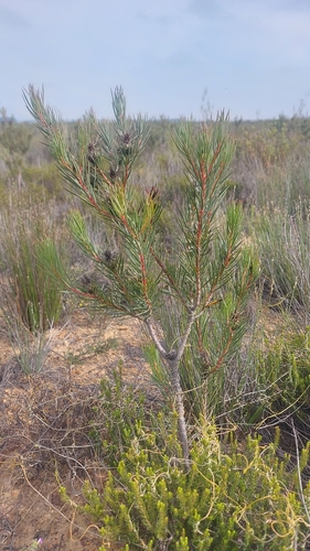 Image of Protea mucronifolia by (c) Jacques van der Merwe, some rights reserved (CC BY-SA)