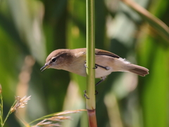Phylloscopus sindianus