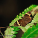 Vietnamese Banded Flat - Photo (c) Arex Li, some rights reserved (CC BY-NC), uploaded by Arex Li