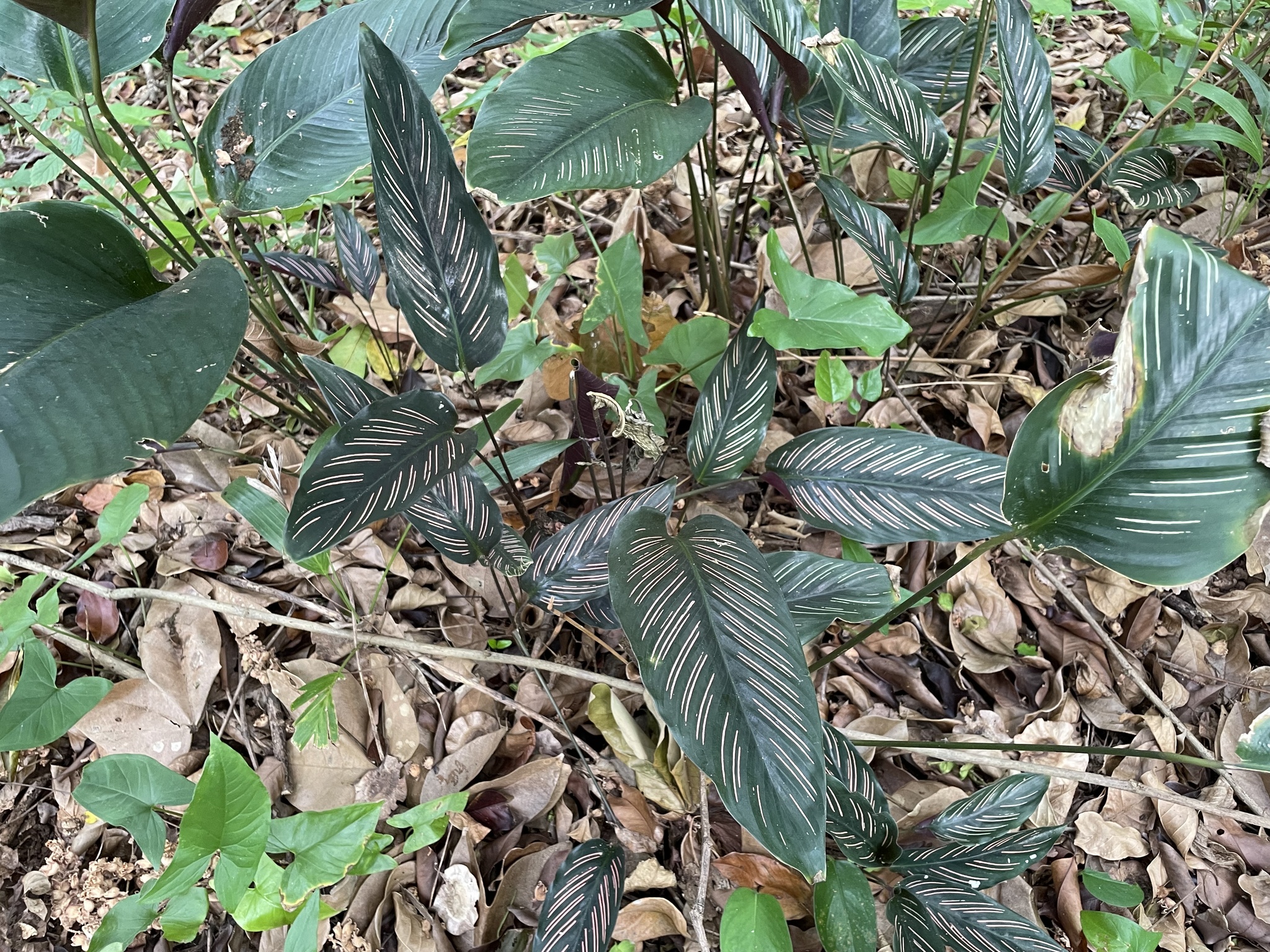 Imagem de Maranta Riscada