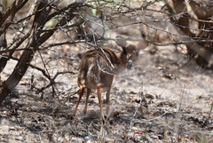 Nesotragus moschatus