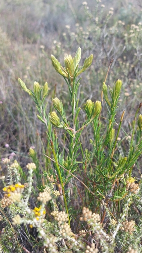 Image of Phylica plumosa by (c) Jacques van der Merwe, some rights reserved (CC BY-SA)