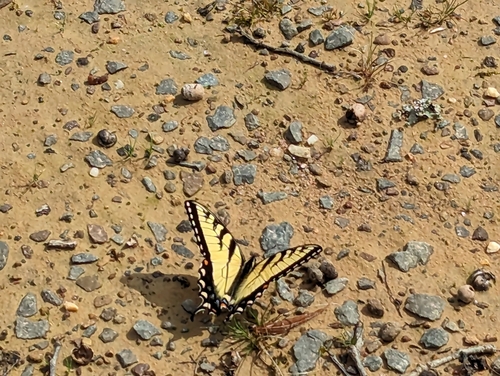 Nubbin Ridge Nature Trail