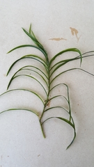 Potamogeton robbinsii