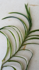 Potamogeton robbinsii