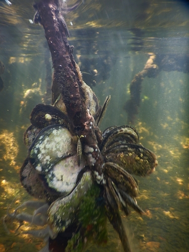 Flat Tree Oyster
