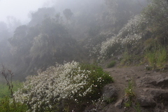 Ageratina riparia image