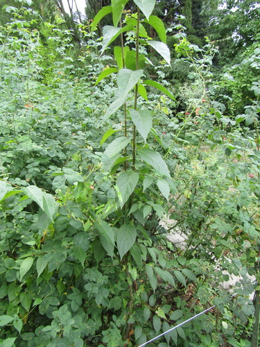 Du zhong (Eucommia ulmoides)