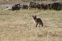 Urocyon cinereoargenteus townsendi