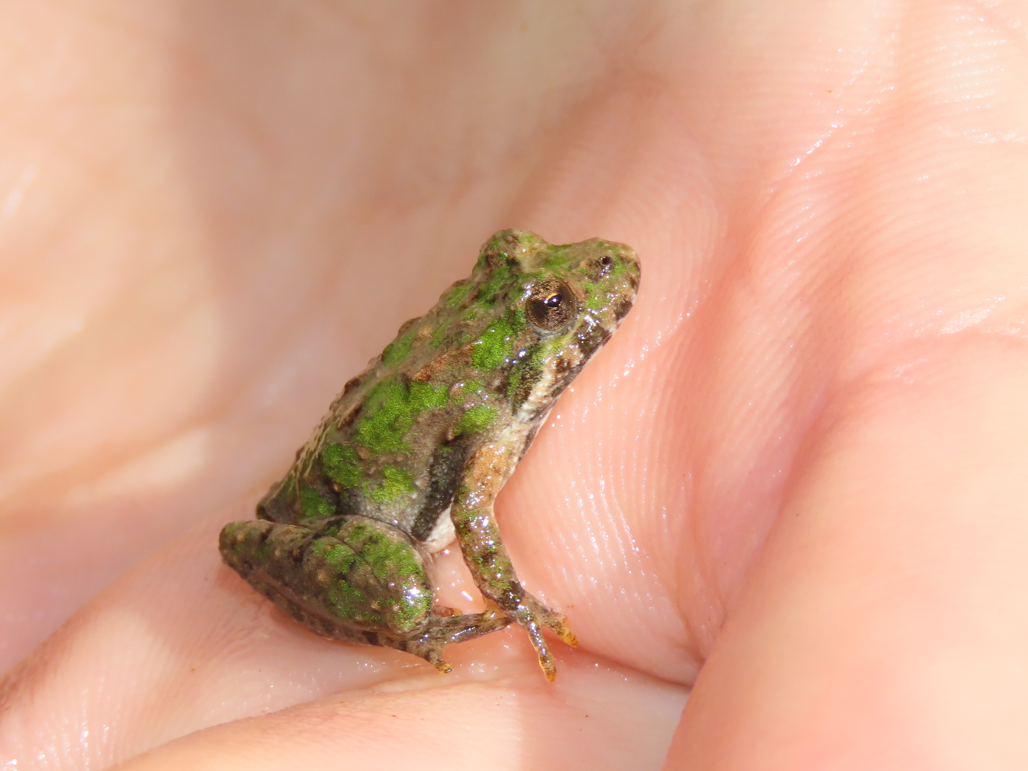 eastern cricket frog, northern cricket frog, rana-grillo norteño