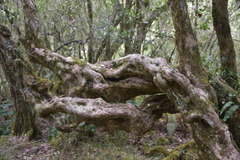 Image of Acacia heterophylla