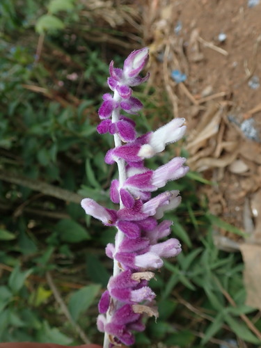 Image of Salvia leucantha by (c) Daniel Cahen, some rights reserved (CC BY)