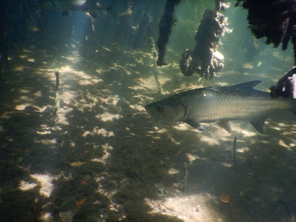 Atlantic Tarpon from Key Largo, FL 33037, USA on March 22, 2023 at 02