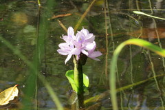 Pontederiaceae