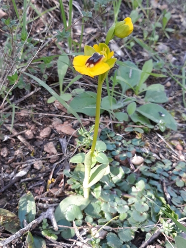 Ophrys lutea image