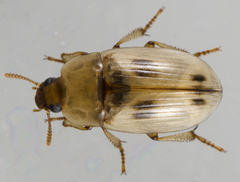 Phaleria testacea