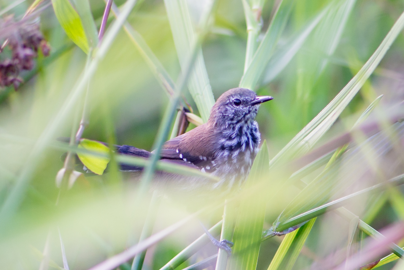 Marsh Antwren illustration