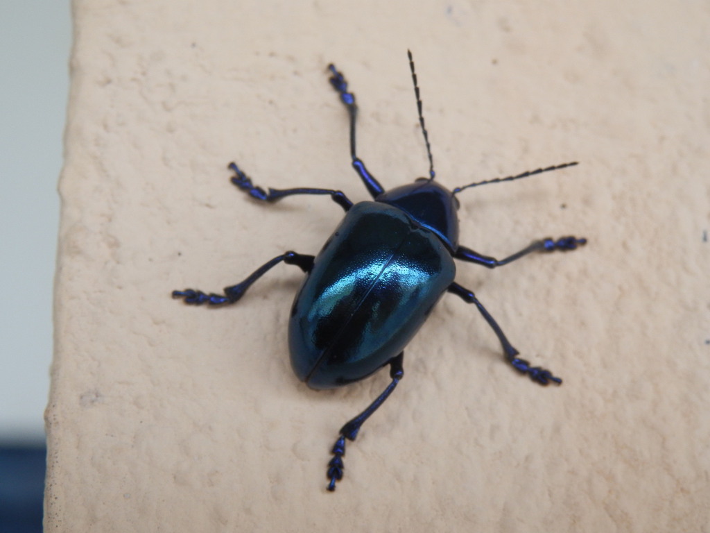 Eumolpus surinamensis