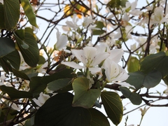 Bauhinia variegata candida