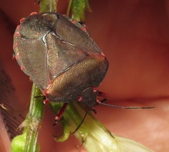 Caura rufiventris