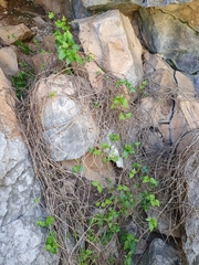 Clematis cirrhosa image