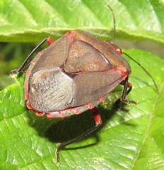 Caura rufiventris