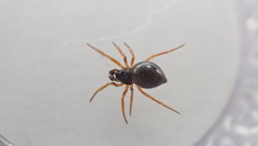 Pelecopsis inedita