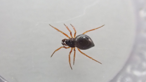 Pelecopsis inedita