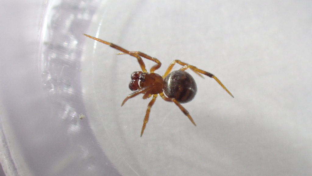 Dipoena umbratilis
