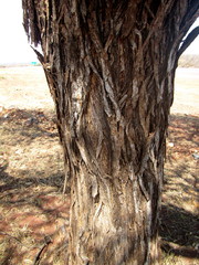 Senegalia hereroensis