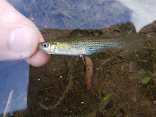 Western Starhead Topminnow