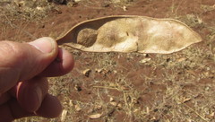 Senegalia hereroensis