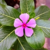 Catharanthus roseus roseus - Photo (c) Luis Felipe Auris Gongora, some rights reserved (CC BY-NC), uploaded by Luis Felipe Auris Gongora