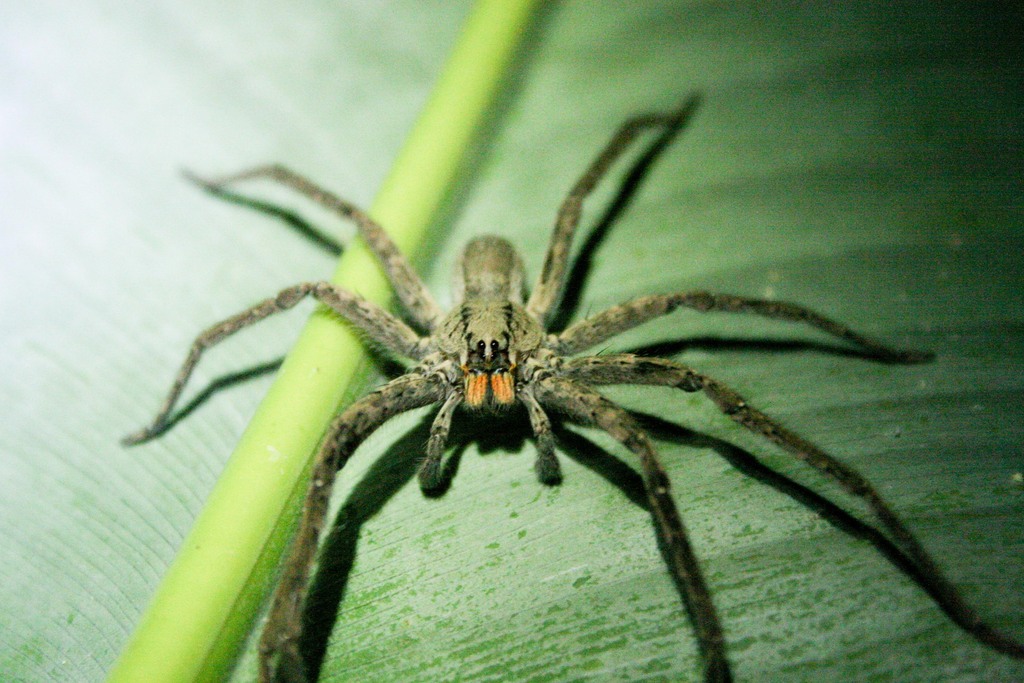 Red-faced Banana Spider