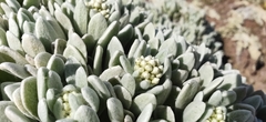 Helichrysum gossypinum image