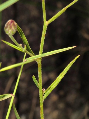 Polydora angustifolia image