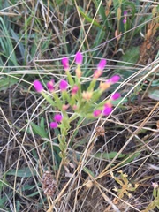 Zeltnera muehlenbergii