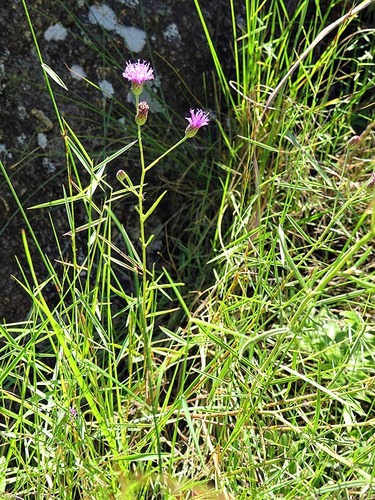 Polydora angustifolia image