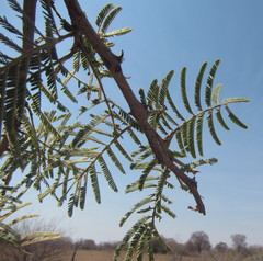 Senegalia hereroensis