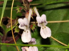 Plectranthus purpuratus image