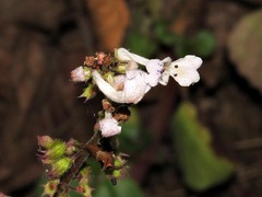 Plectranthus purpuratus subsp. montanus image