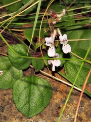 Plectranthus purpuratus subsp. montanus image