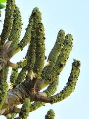 Image of Cussonia spicata
