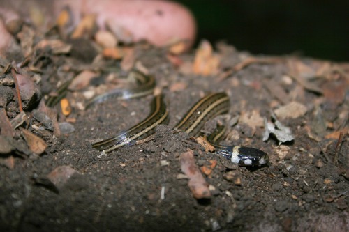Central American Centipede Snake
