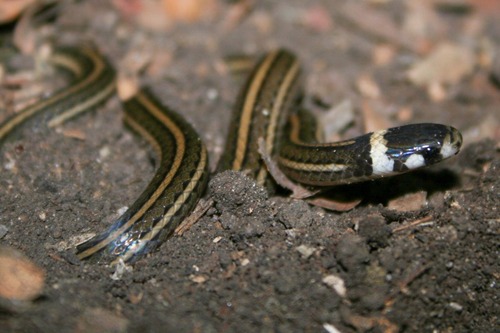Photo of a Central American Centipede Snake (Tantilla taeniata)
