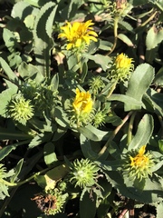 Grindelia stricta stricta