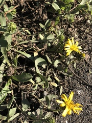 Grindelia stricta stricta