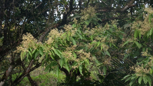 Sweetwood
