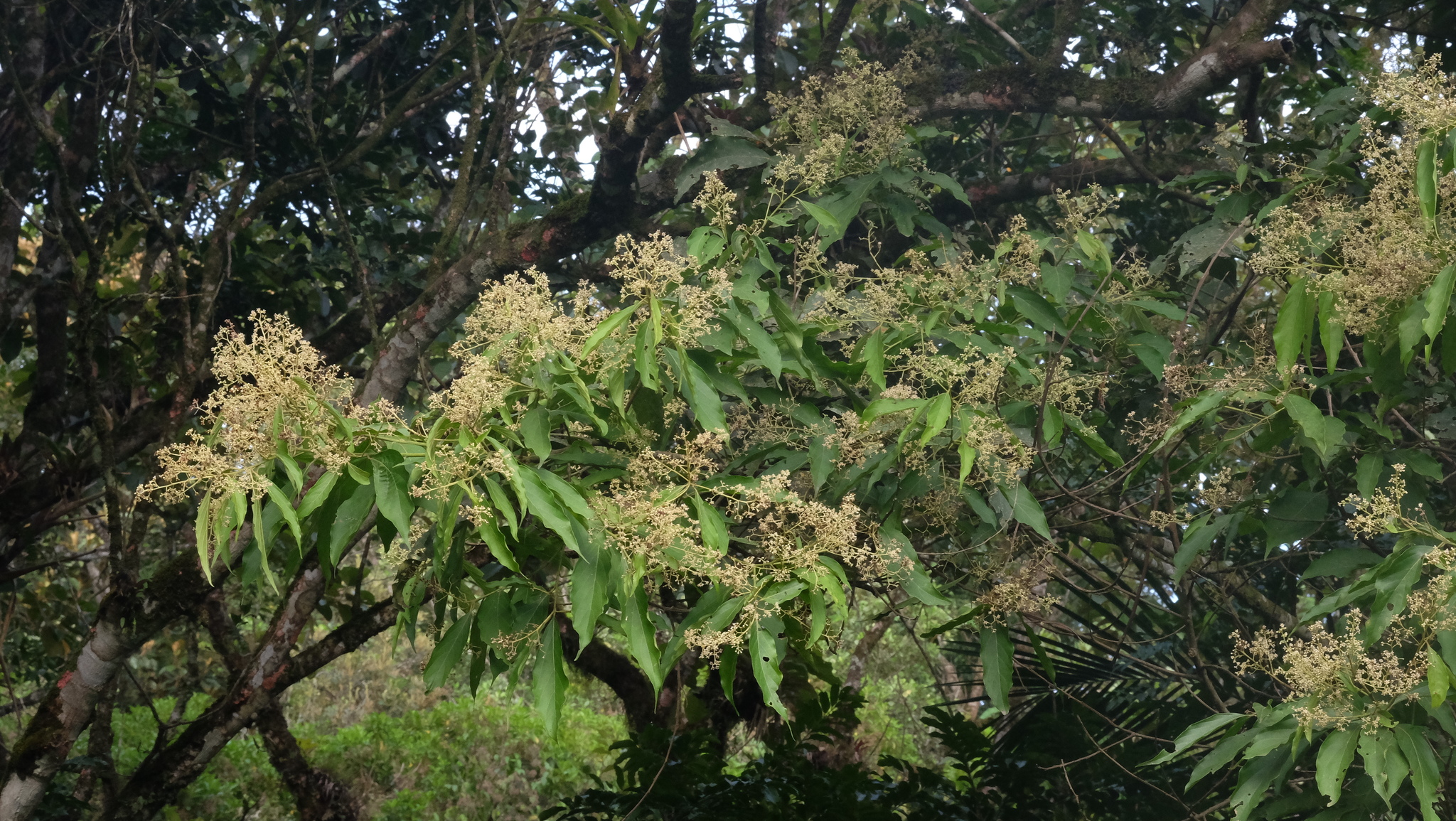 Imagem de Canela-preta
